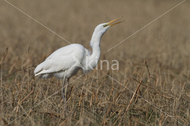 Great White Egret