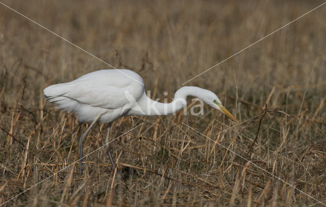 Grote zilverreiger (Casmerodius albus)