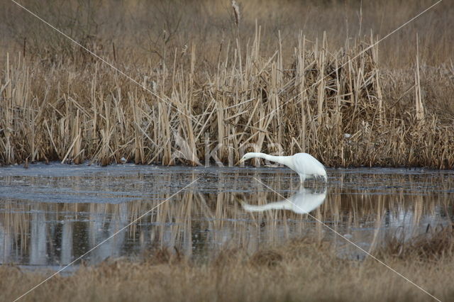 Grote zilverreiger (Casmerodius albus)