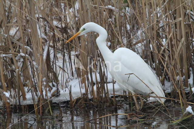 Grote zilverreiger (Casmerodius albus)