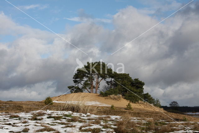 Grove den (Pinus sylvestris)