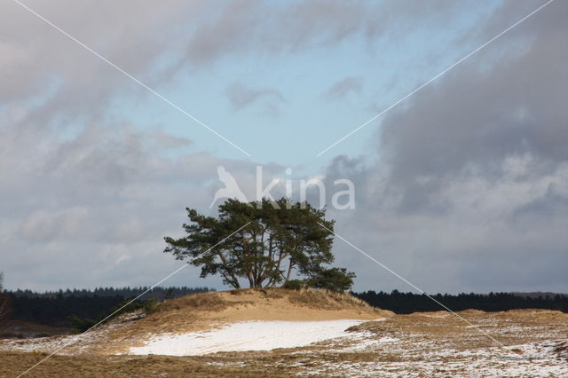 Grove den (Pinus sylvestris)