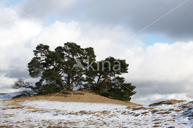 Grove den (Pinus sylvestris)