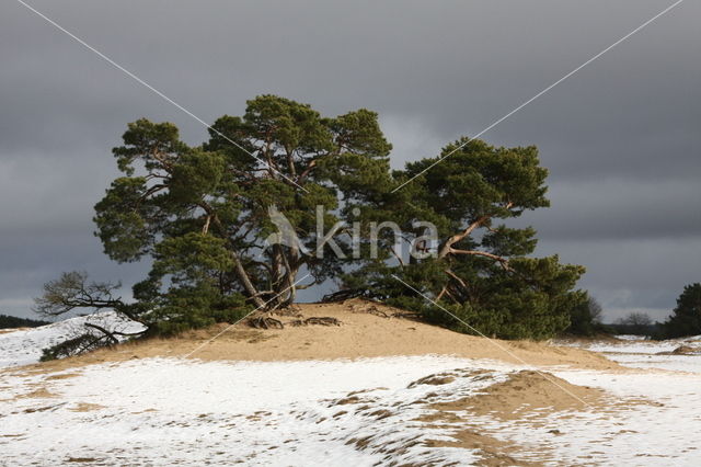 Grove den (Pinus sylvestris)