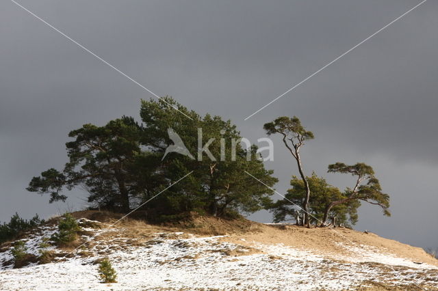 Grove den (Pinus sylvestris)