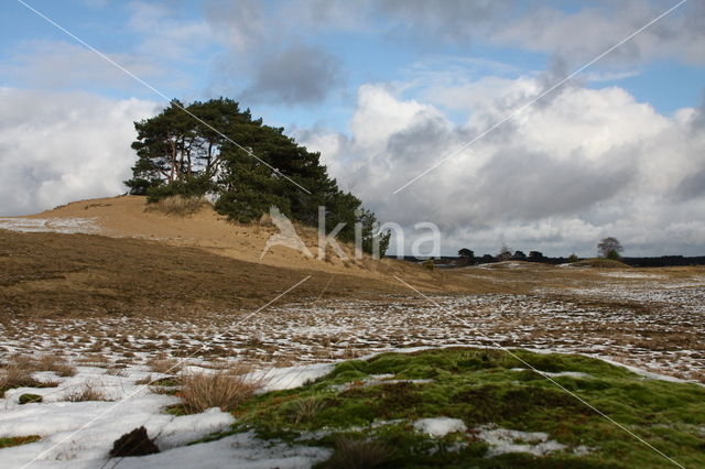 Grove den (Pinus sylvestris)