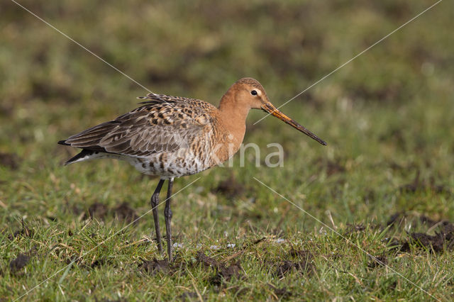 Grutto (Limosa limosa)