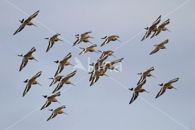 Grutto (Limosa limosa)