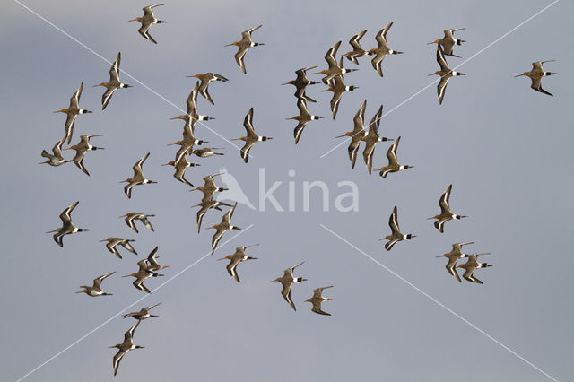 Grutto (Limosa limosa)