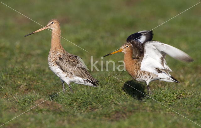 Grutto (Limosa limosa)