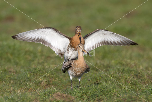 Grutto (Limosa limosa)