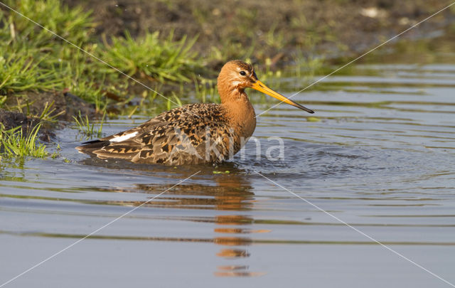 Grutto (Limosa limosa)