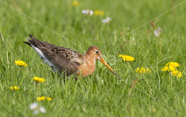 Grutto (Limosa limosa)