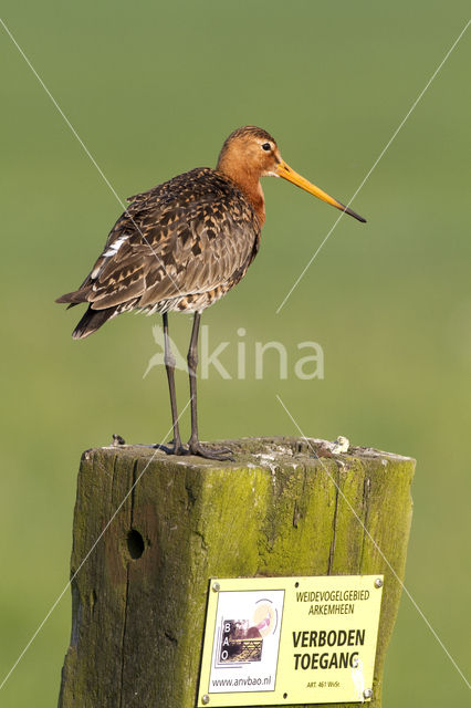 Grutto (Limosa limosa)