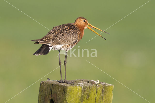 Grutto (Limosa limosa)