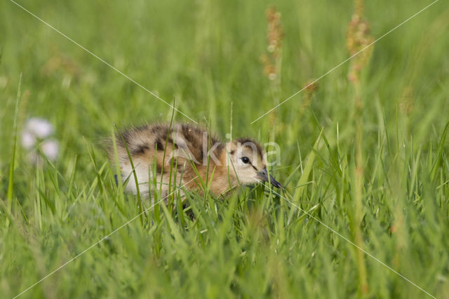 Grutto (Limosa limosa)