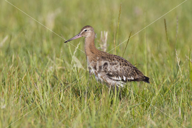 Grutto (Limosa limosa)