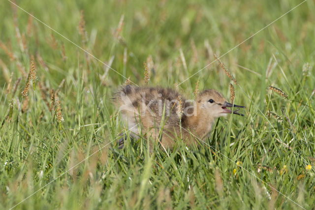 Grutto (Limosa limosa)