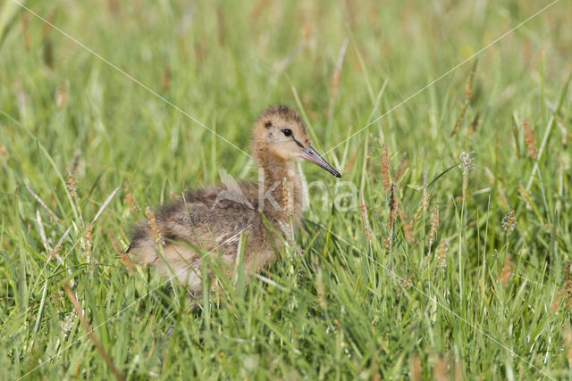 Grutto (Limosa limosa)