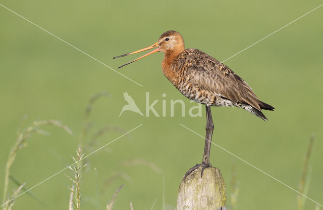 Grutto (Limosa limosa)