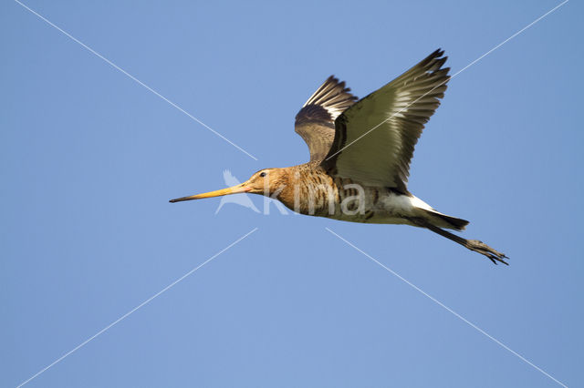 Grutto (Limosa limosa)