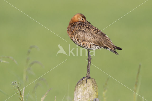 Grutto (Limosa limosa)