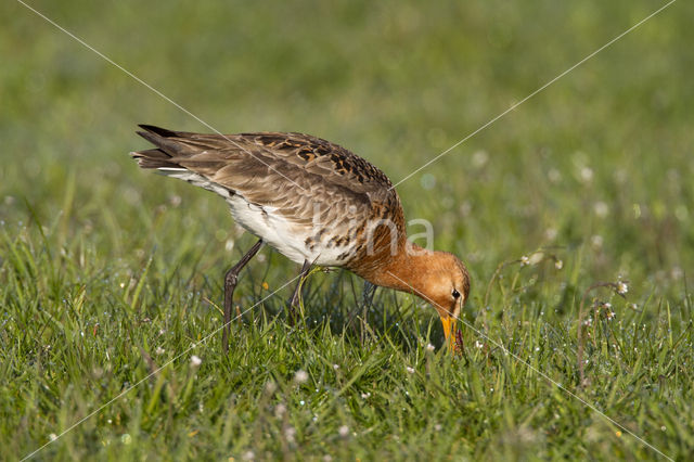 Grutto (Limosa limosa)