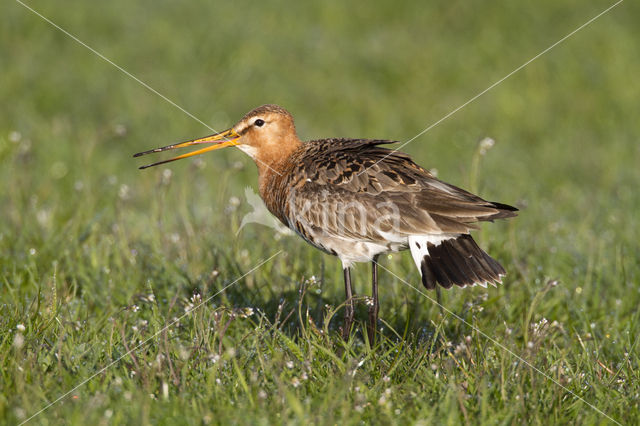 Grutto (Limosa limosa)