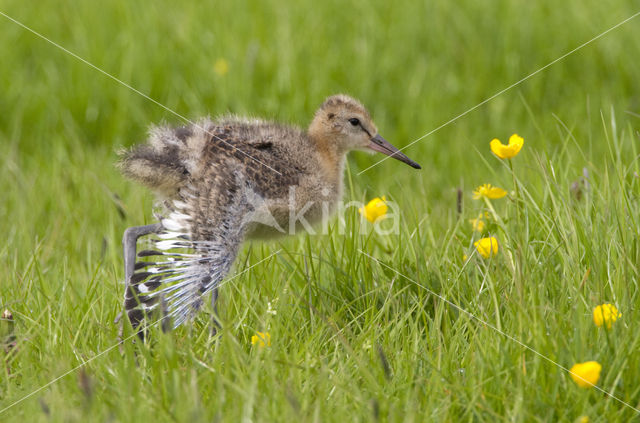 Grutto (Limosa limosa)