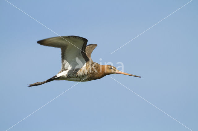 Grutto (Limosa limosa)