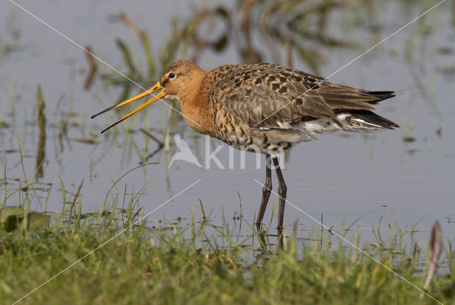 Grutto (Limosa limosa)