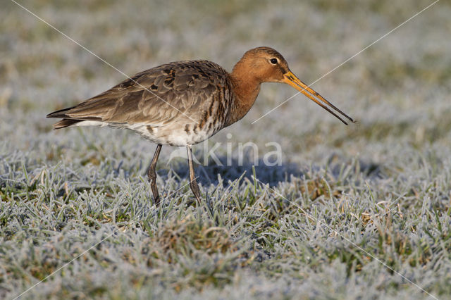 Grutto (Limosa limosa)