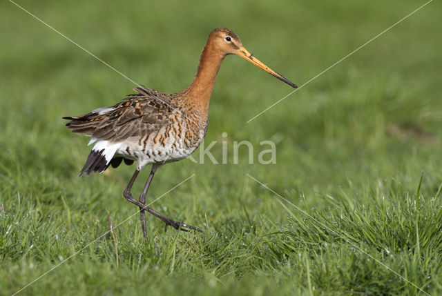 Grutto (Limosa limosa)