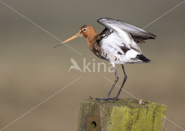 Grutto (Limosa limosa)