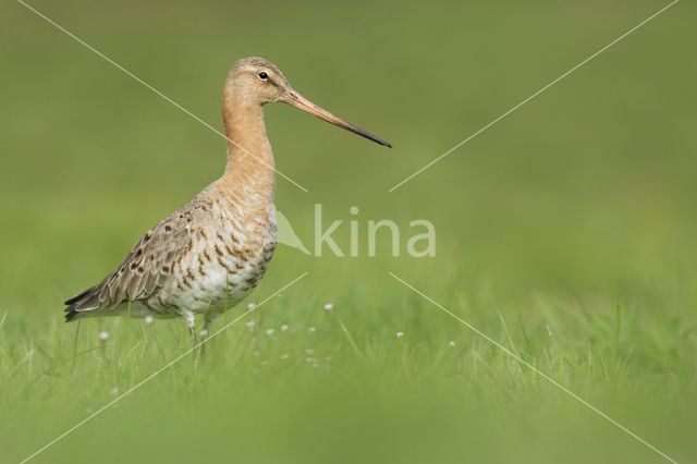 Grutto (Limosa limosa)