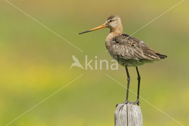 Grutto (Limosa limosa)