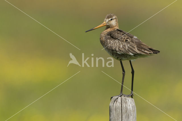 Grutto (Limosa limosa)