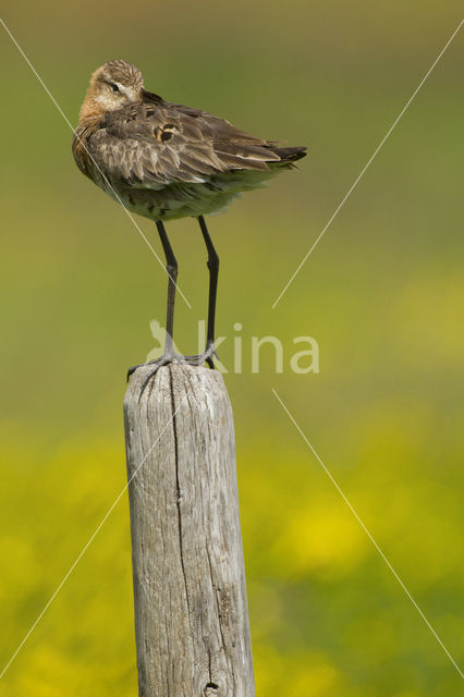 Grutto (Limosa limosa)