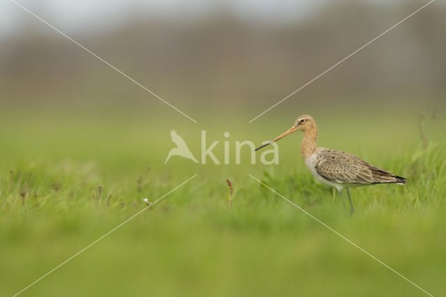 Grutto (Limosa limosa)