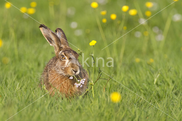 Haas (Lepus europaeus)