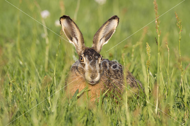 Haas (Lepus europaeus)