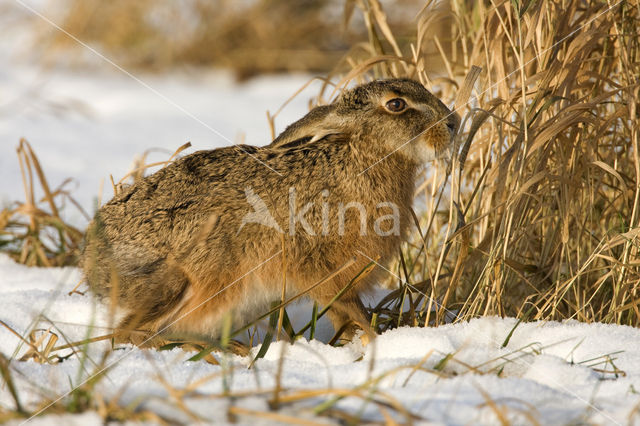 Haas (Lepus europaeus)