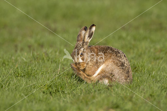 Haas (Lepus europaeus)