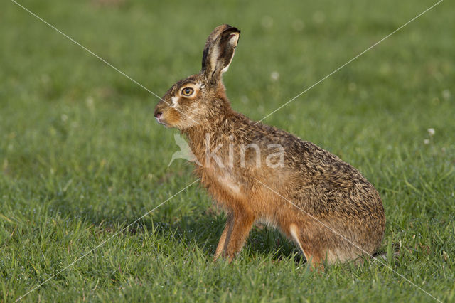 Haas (Lepus europaeus)