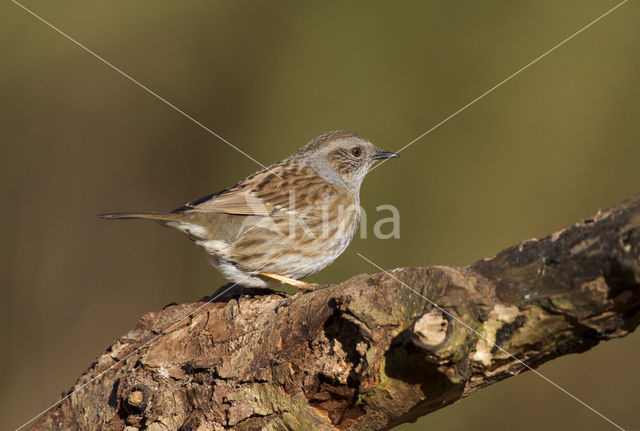 Heggemus (Prunella modularis)