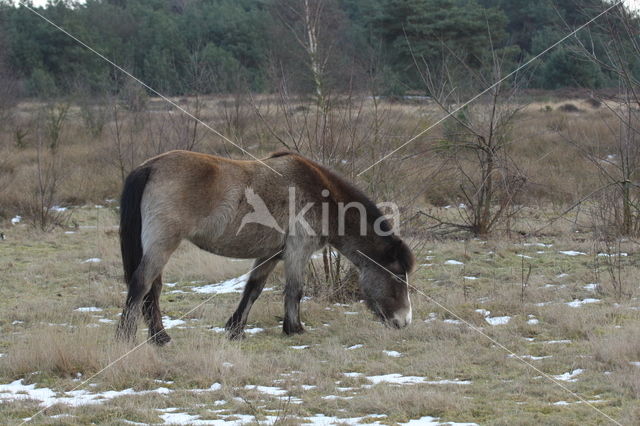 Icelandic Pony (Equus spp)