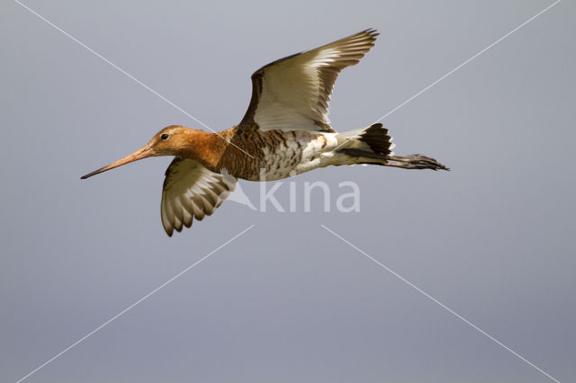 IJslandse Grutto (Limosa limosa islandica)