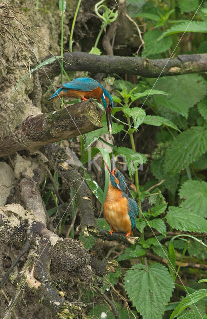 IJsvogel (Alcedo atthis)