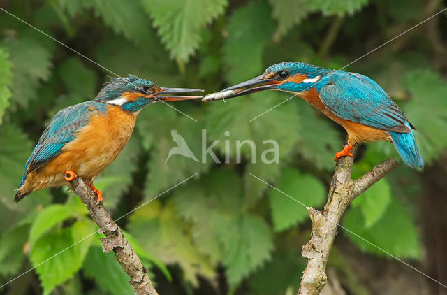 IJsvogel (Alcedo atthis)