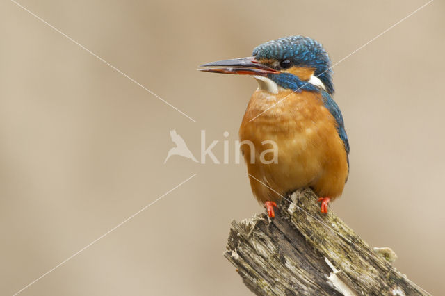 IJsvogel (Alcedo atthis)